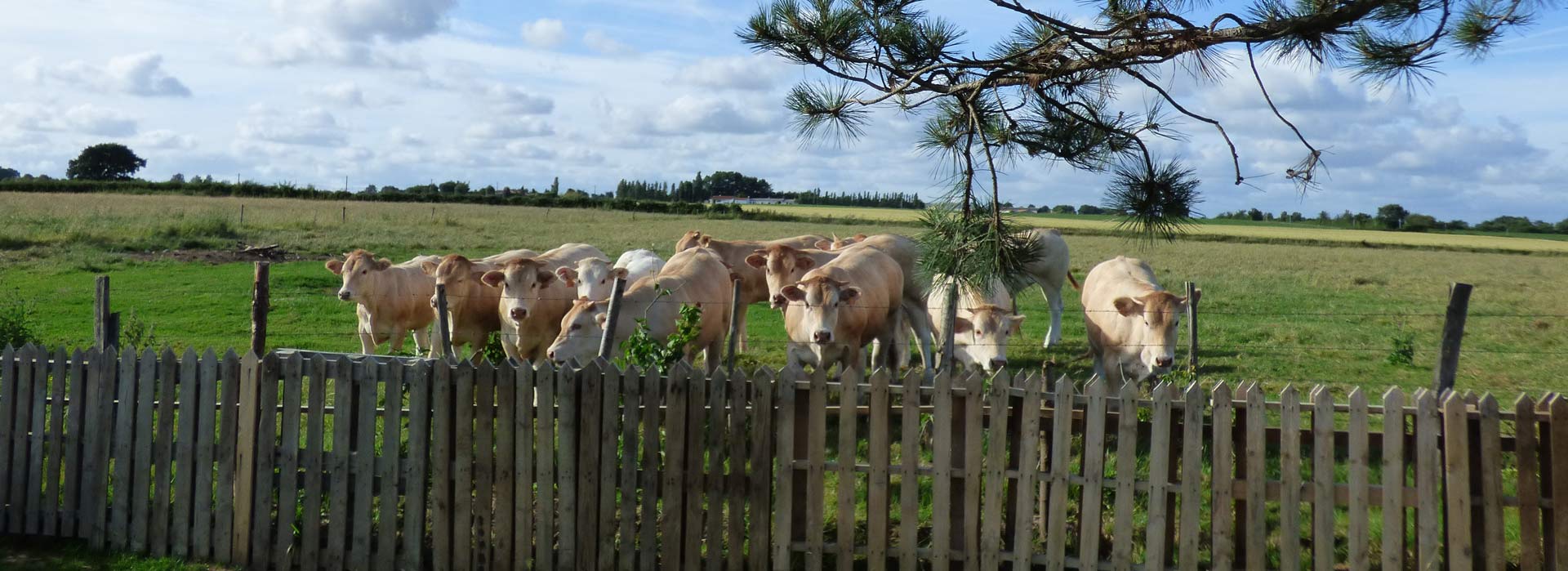 La campagne vendéenne autour du gite